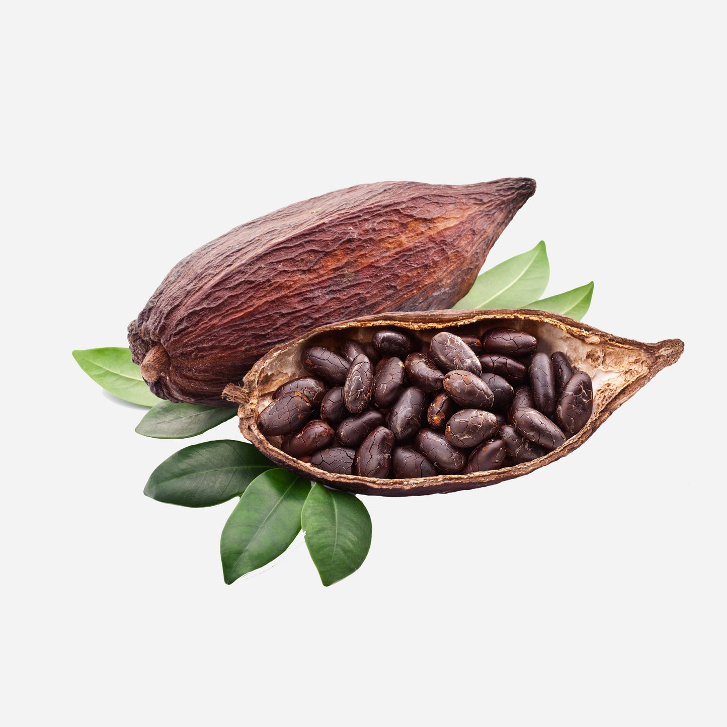 Kaakaopuu | Cacao Tree