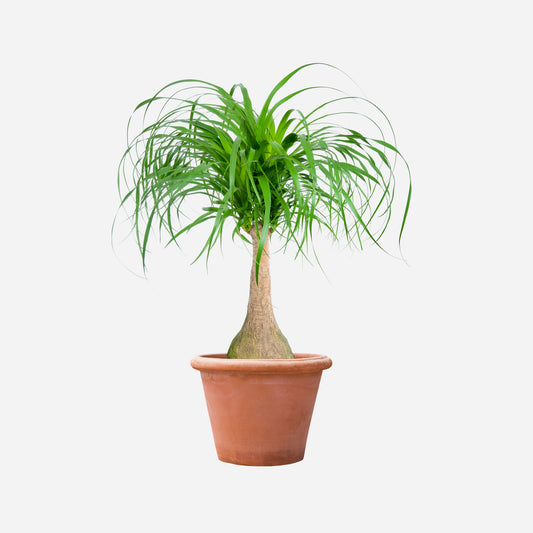 Pullojukka | Ponytail palm