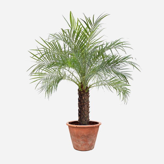 Pikkutaateli | Pygmy Date Palm