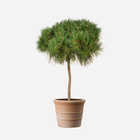 Pinja | Italian Stone Pine