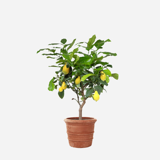 Sitruunapuu | Lemon Tree