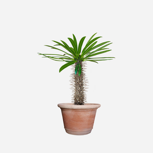 Madagascar palm